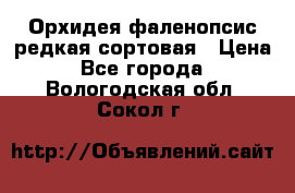 Орхидея фаленопсис редкая сортовая › Цена ­ 800 - Все города  »    . Вологодская обл.,Сокол г.
